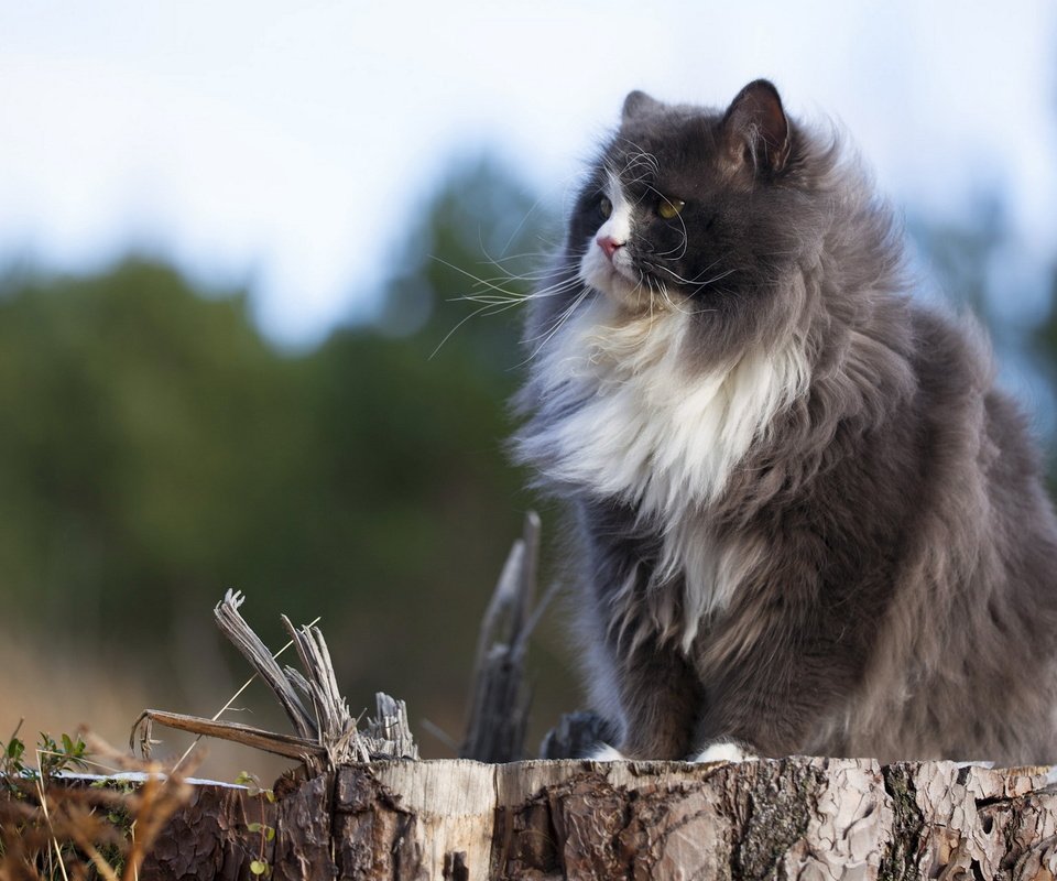 Обои природа, кот, кошка, пушистый, серый, сидит, пенек, nature, cat, fluffy, grey, sitting, stump разрешение 1920x1200 Загрузить