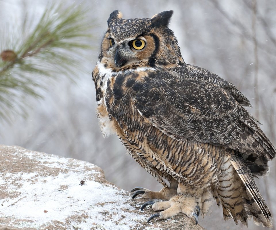 Обои сова, снег, хищник, птица, ушастая сова, owl, snow, predator, bird, long-eared owl разрешение 2560x1724 Загрузить