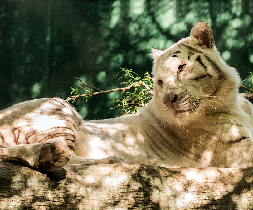 Обои тигр, природа, белый, лежит, хищник, бревно, tiger, nature, white, lies, predator, log разрешение 2048x1338 Загрузить