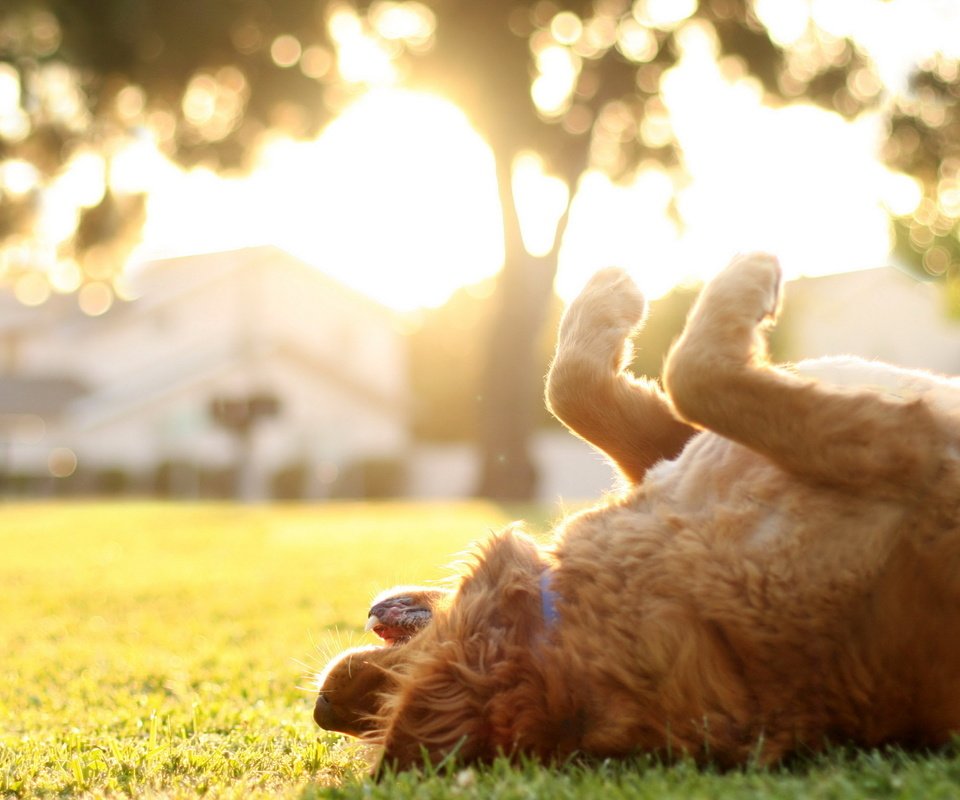 Обои свет, трава, лето, собака, золотистый ретривер, light, grass, summer, dog, golden retriever разрешение 2560x1600 Загрузить