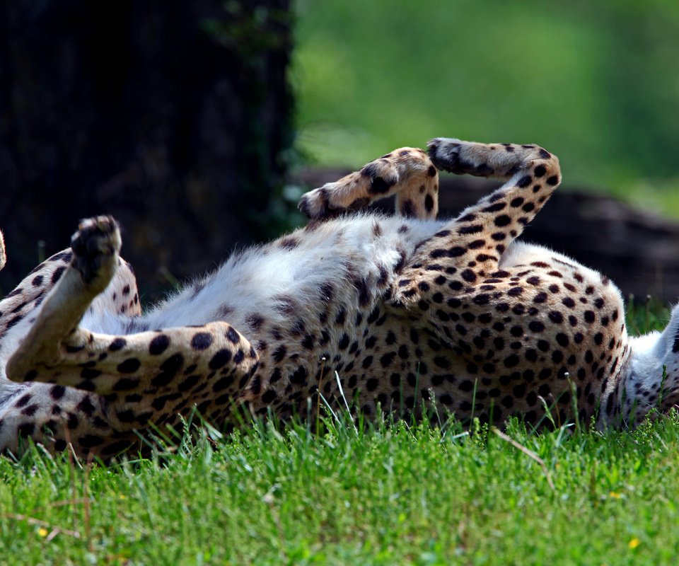 Обои трава, лежит, спит, хищник, гепард, дикая кошка, солнечно, grass, lies, sleeping, predator, cheetah, wild cat, sunny разрешение 2560x1600 Загрузить