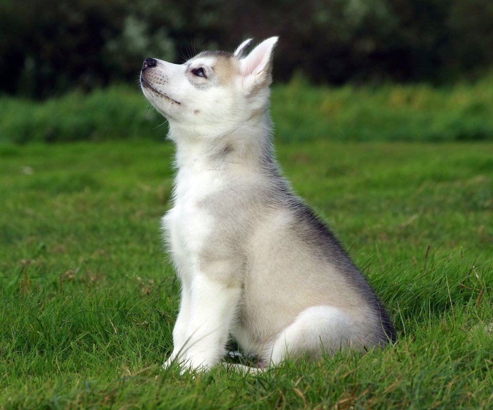 Обои трава, поле, собака, щенок, сидит, хаски, grass, field, dog, puppy, sitting, husky разрешение 2560x1600 Загрузить