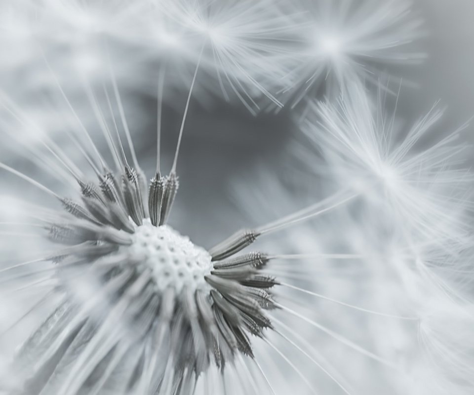 Обои фокус камеры, макро, цветок, одуванчик, пушинки, the focus of the camera, macro, flower, dandelion, fuzzes разрешение 1920x1200 Загрузить