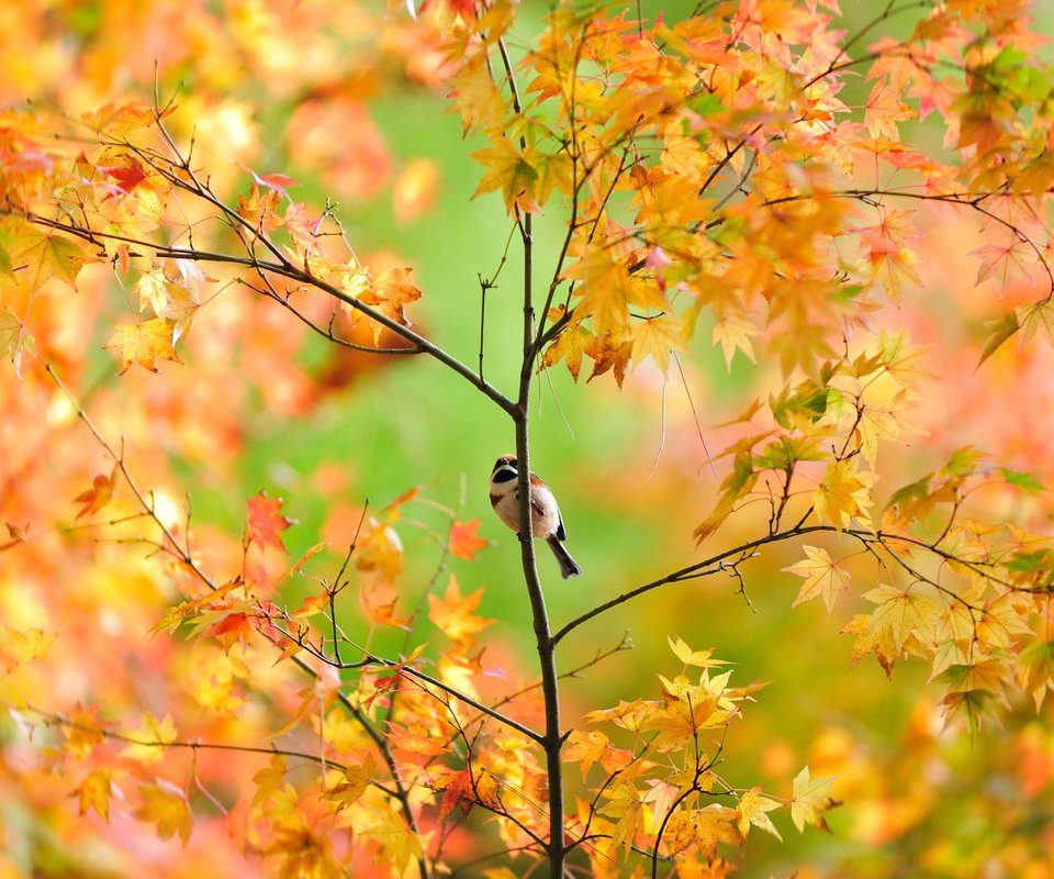 Обои дерево, листья, ветки, осень, птица, воробей, клен, tree, leaves, branches, autumn, bird, sparrow, maple разрешение 1920x1280 Загрузить