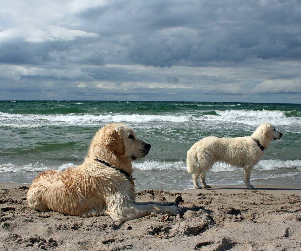 Обои море, песок, пляж, собаки, золотистые ретриверы, sea, sand, beach, dogs, golden retrievers разрешение 2560x1600 Загрузить