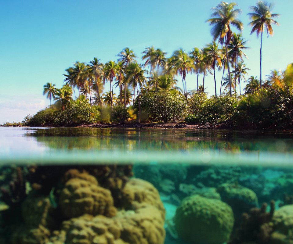 Обои море, пальмы, под водой, тропики, sea, palm trees, under water, tropics разрешение 1920x1080 Загрузить