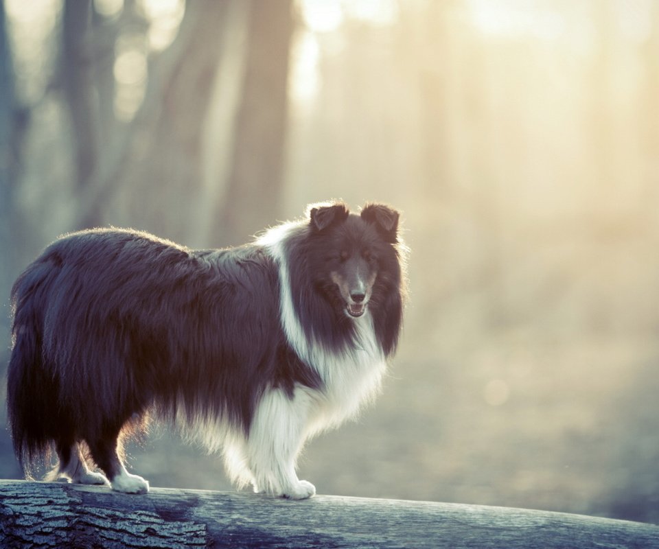 Обои природа, фон, собака, шелти, шетлендская овчарка, nature, background, dog, sheltie, the shetland sheepdog разрешение 1920x1280 Загрузить