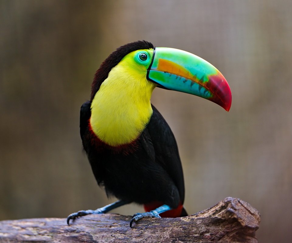 Обои разноцветный, птица, тукан, клюв, оперение, colorful, bird, toucan, beak, tail разрешение 2560x1600 Загрузить