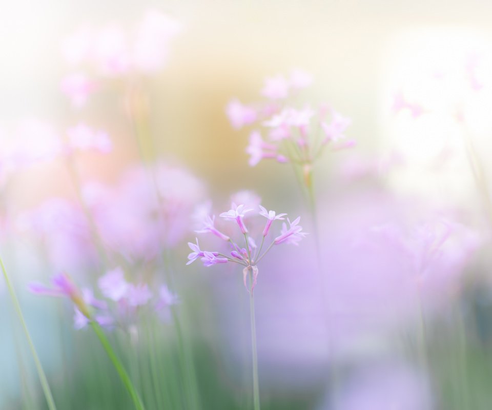 Обои цветы, размытость, весна, розовые, нежные, полевые, flowers, blur, spring, pink, gentle, field разрешение 1920x1280 Загрузить