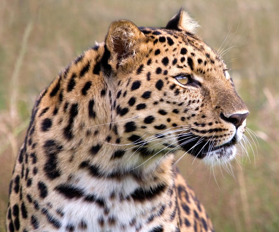 Обои глаза, морда, леопард, хищник, большая кошка, eyes, face, leopard, predator, big cat разрешение 2000x1333 Загрузить