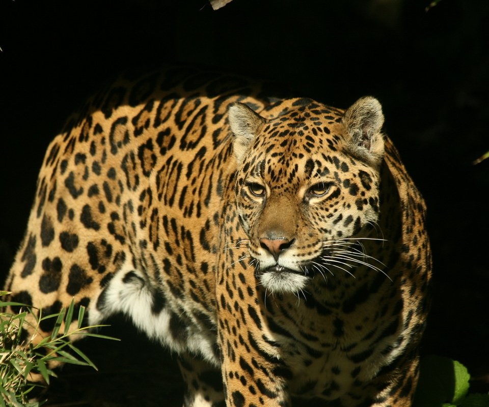 Обои морда, взгляд, хищник, ягуар, охота, face, look, predator, jaguar, hunting разрешение 1920x1280 Загрузить