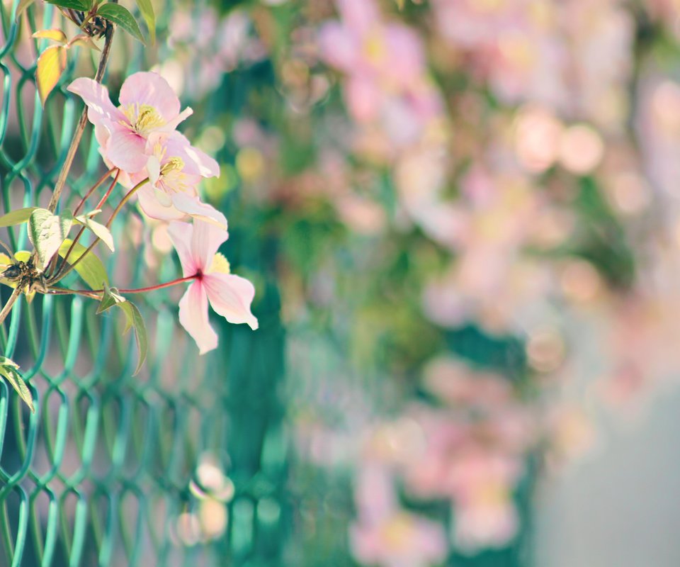 Обои цветы, природа, забор, сетка, розовые, боке, нежные., flowers, nature, the fence, mesh, pink, bokeh, gentle. разрешение 1920x1280 Загрузить