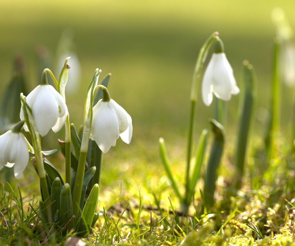 Обои цветы, трава, цветение, весна, подснежники, первоцвет, flowers, grass, flowering, spring, snowdrops, primrose разрешение 2560x1600 Загрузить