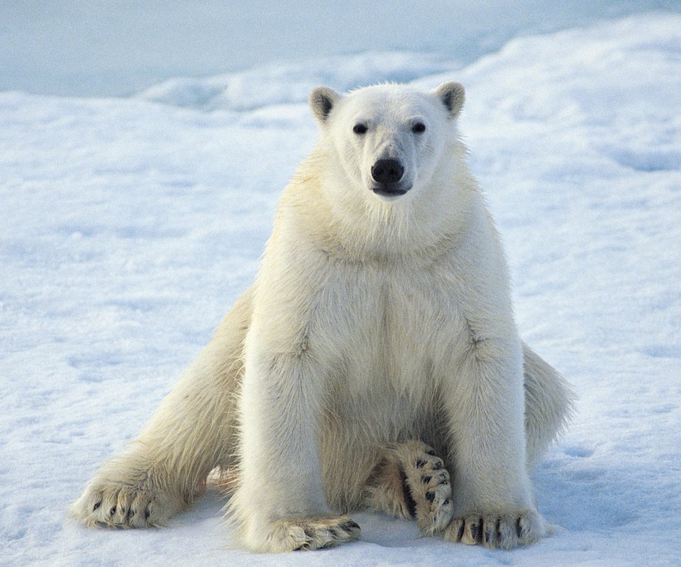 Обои зима, белый медведь, winter, polar bear разрешение 1920x1080 Загрузить