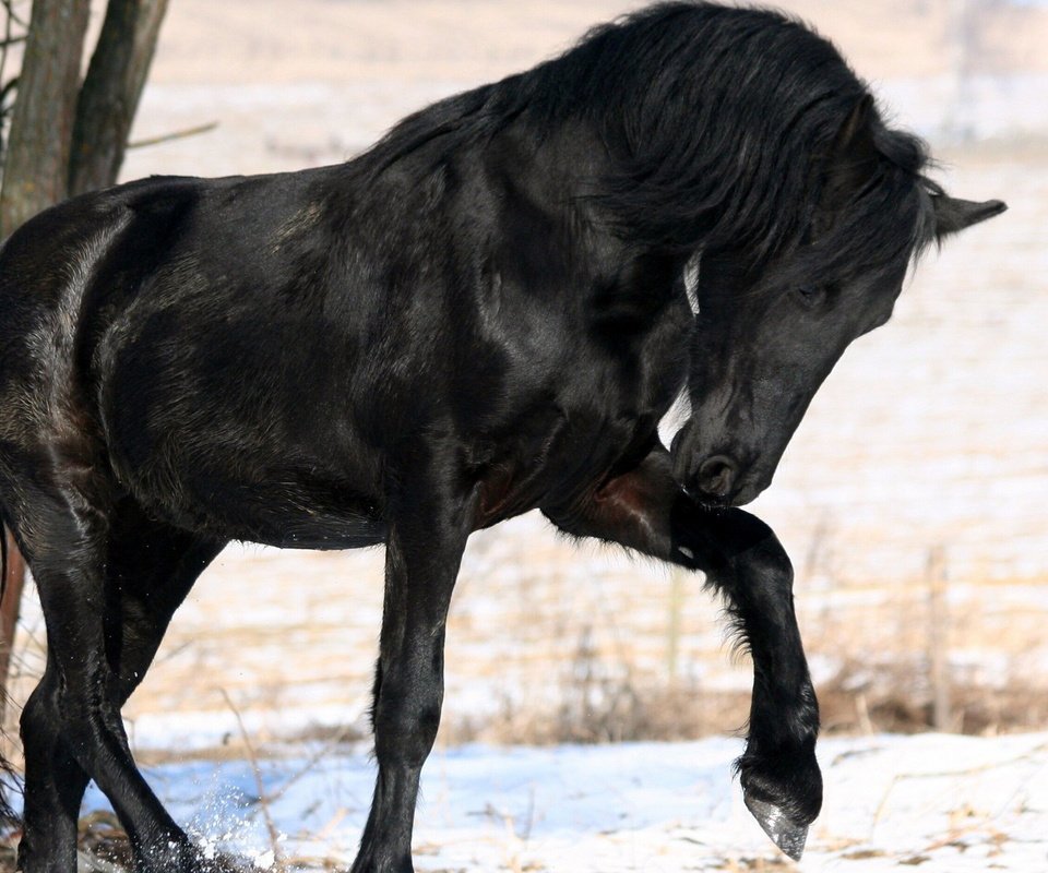 Обои лошадь, снег, дерево, зима, черный, конь, грива, horse, snow, tree, winter, black, mane разрешение 1920x1200 Загрузить