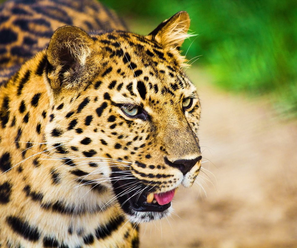 Обои морда, усы, взгляд, леопард, большая кошка, пятнистая, face, mustache, look, leopard, big cat, spotted разрешение 2560x1707 Загрузить
