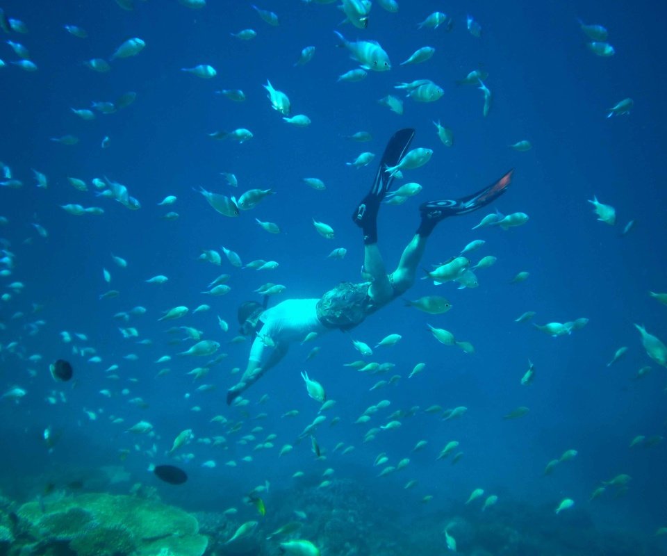 Обои рыбы, тропики, мальдивы, дайвинг, fish, tropics, the maldives, diving разрешение 3968x2976 Загрузить