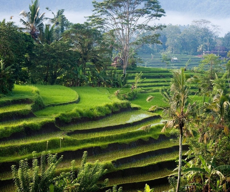 Обои остров, рисовые поля, индонезия, бали, island, rice fields, indonesia, bali разрешение 1920x1200 Загрузить