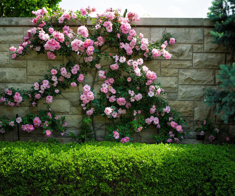 Обои цветы, кусты, розы, стена, flowers, the bushes, roses, wall разрешение 2048x1152 Загрузить