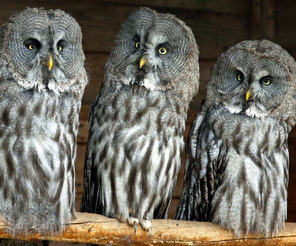 Обои птицы, совы, бородатая неясыть, хищные, birds, owls, great grey owl, predatory разрешение 2560x1707 Загрузить