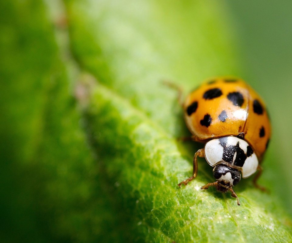 Обои зелень, макро, лист, насекомые, божья коровка, greens, macro, sheet, insects, ladybug разрешение 2560x1560 Загрузить