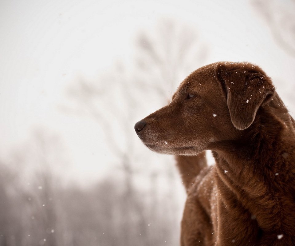 Обои зима, снежинки, взгляд, собака, друг, winter, snowflakes, look, dog, each разрешение 1920x1200 Загрузить