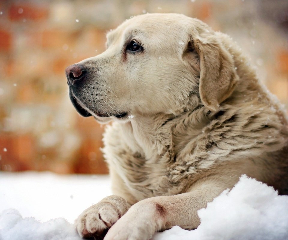 Обои снег, зима, собака, лабрадор, snow, winter, dog, labrador разрешение 1920x1200 Загрузить