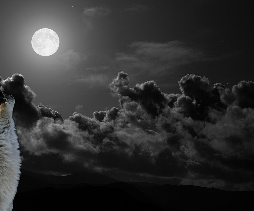 Обои небо, облака, ночь, луна, хищник, волк, воет, the sky, clouds, night, the moon, predator, wolf, howling разрешение 1920x1080 Загрузить