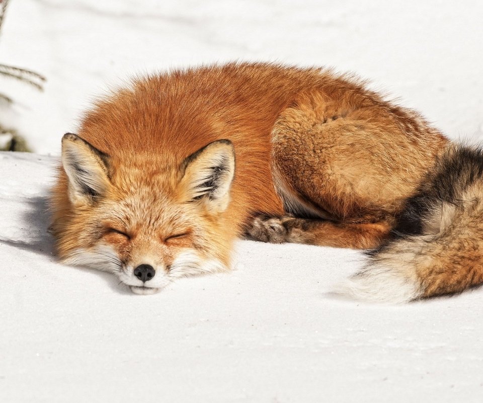 Обои снег, зима, сон, лежит, рыжая, лиса, лисица, snow, winter, sleep, lies, red, fox разрешение 1920x1200 Загрузить