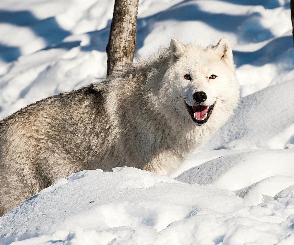 Обои снег, зима, взгляд, хищник, волк, snow, winter, look, predator, wolf разрешение 2560x1600 Загрузить