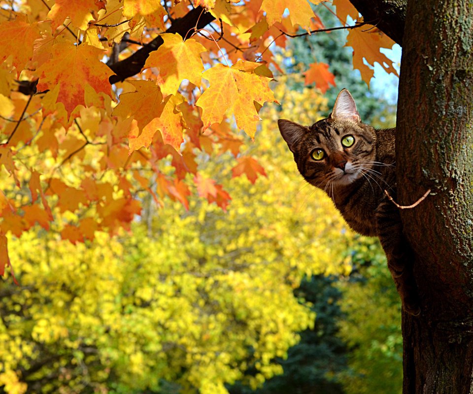 Обои дерево, листья, кот, кошка, осень, клен, полосатый, tree, leaves, cat, autumn, maple, striped разрешение 1920x1200 Загрузить