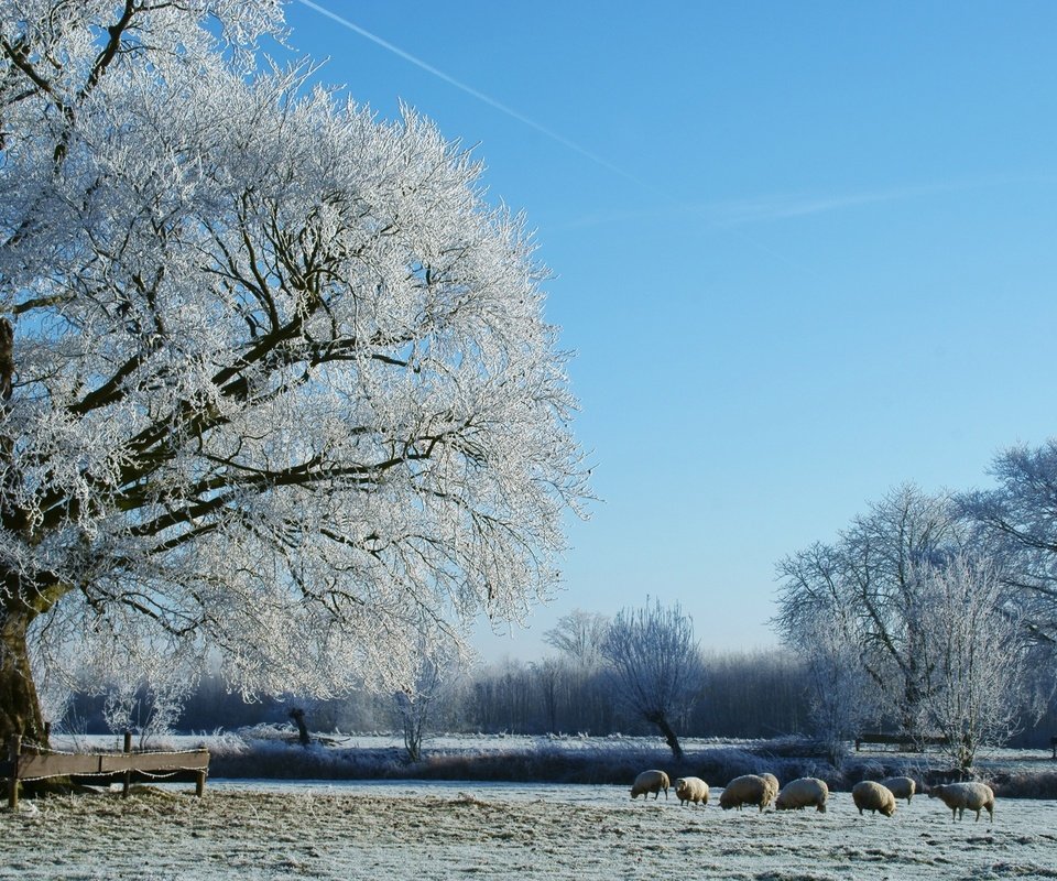 Обои деревья, снег, природа, зима, пастбище, овцы, стадо, trees, snow, nature, winter, pasture, sheep, the herd разрешение 2560x1600 Загрузить