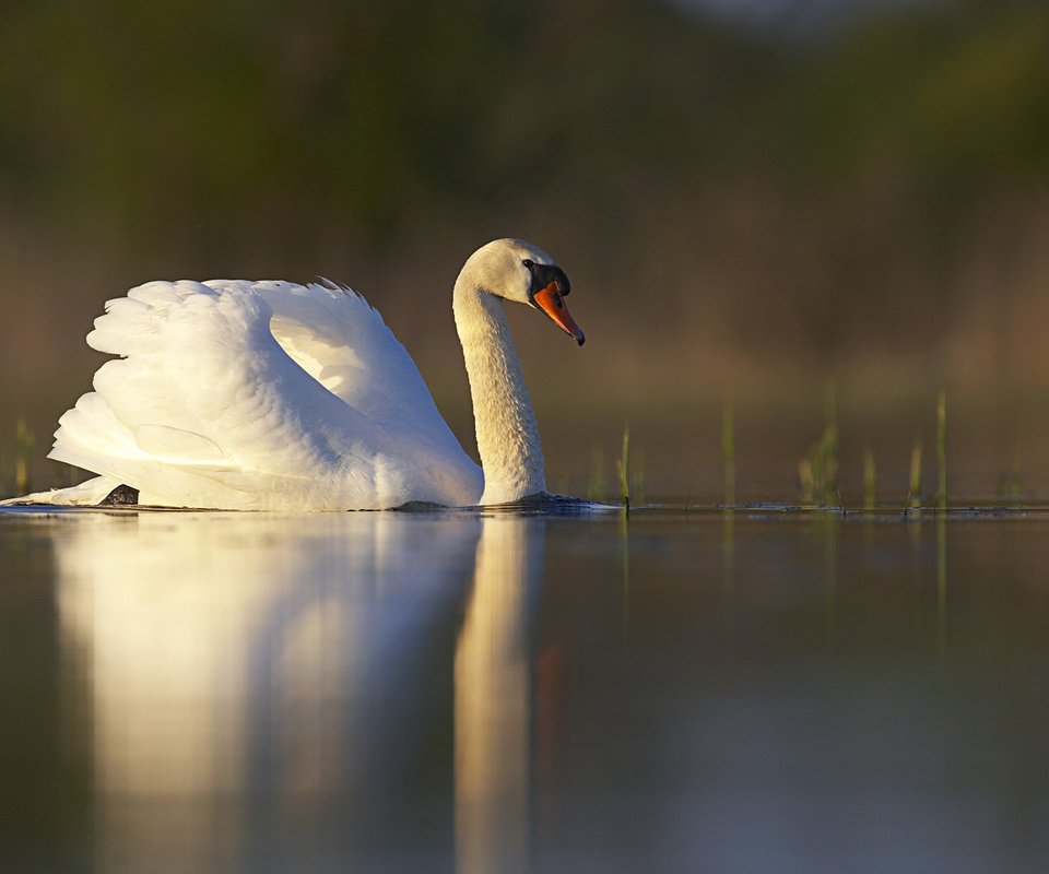 Обои озеро, отражение, белый, птица, пруд, лебедь, lake, reflection, white, bird, pond, swan разрешение 1920x1200 Загрузить