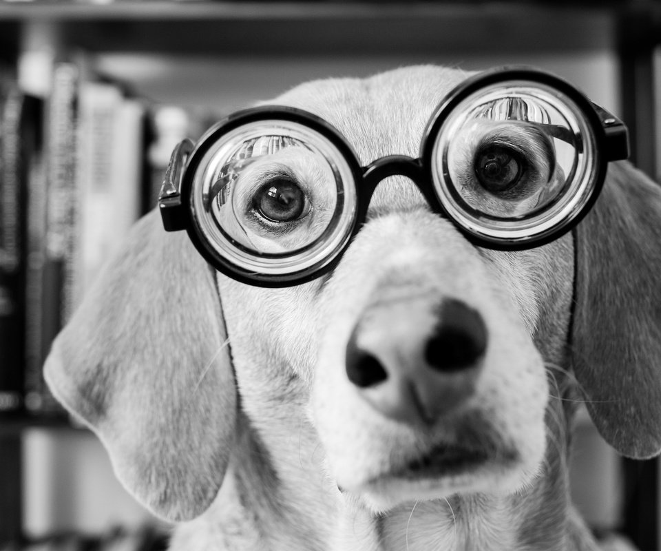 Обои морда, взгляд, очки, чёрно-белое, собака, такса, face, look, glasses, black and white, dog, dachshund разрешение 2048x1365 Загрузить