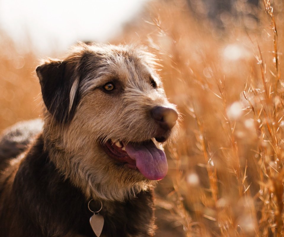 Обои трава, поле, лето, взгляд, собака, ошейник, язык, grass, field, summer, look, dog, collar, language разрешение 2560x1600 Загрузить