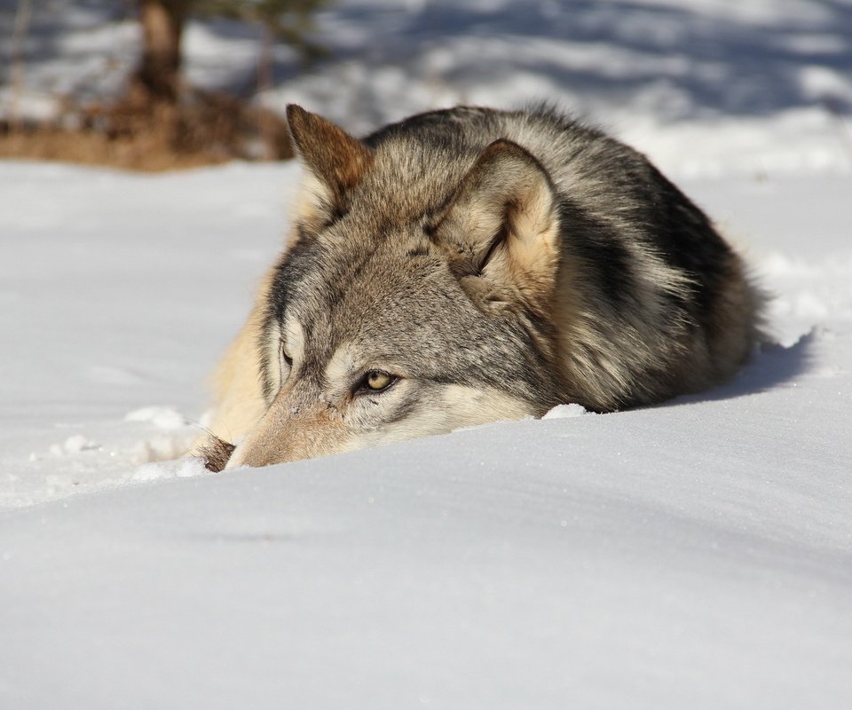 Обои снег, зима, лежит, хищник, волк, snow, winter, lies, predator, wolf разрешение 1920x1200 Загрузить