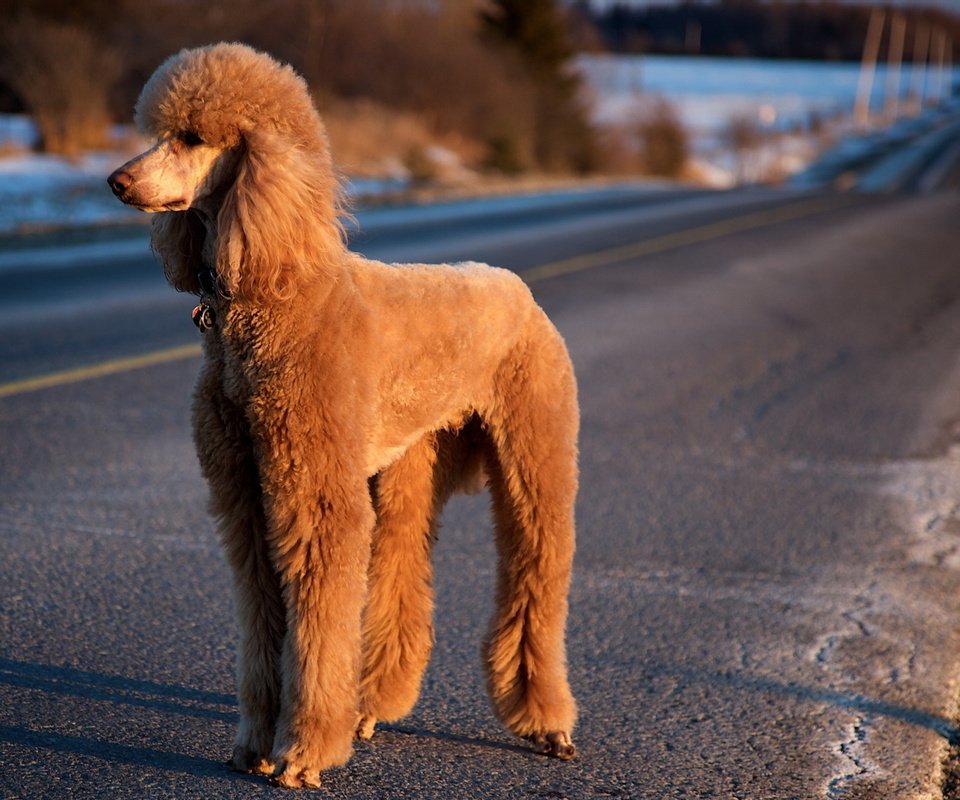 Обои дорога, собака, пудель, road, dog, poodle разрешение 1920x1200 Загрузить