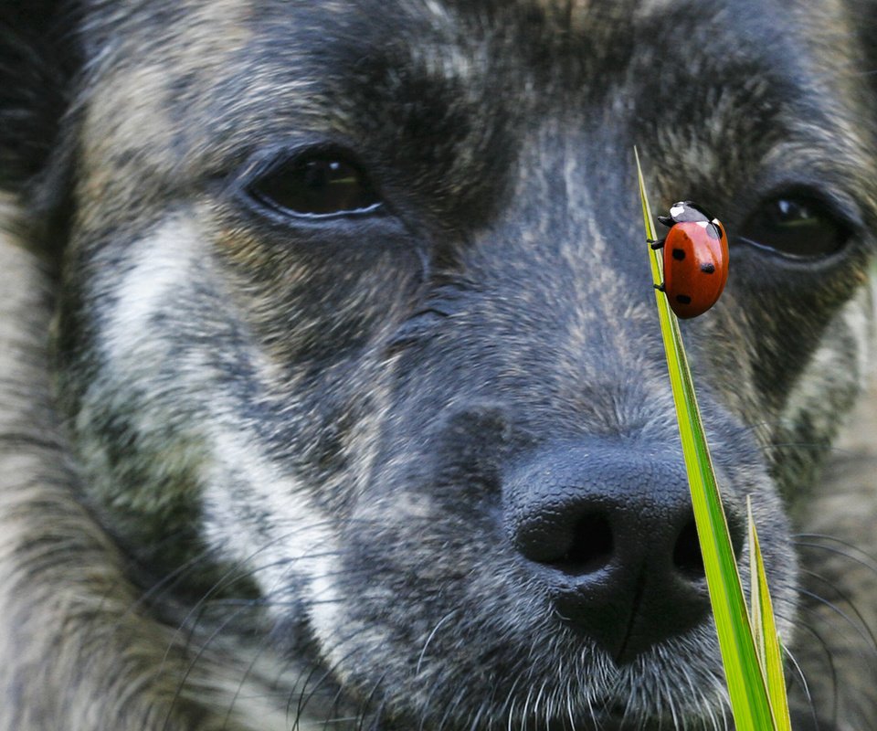 Обои морда, трава, жук, насекомое, взгляд, собака, божья коровка, пес, face, grass, beetle, insect, look, dog, ladybug разрешение 1920x1080 Загрузить