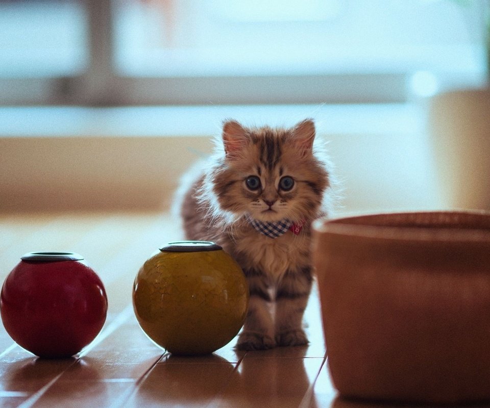 Обои кошка, горшки, котенок, пушистый, паркет, cat, pots, kitty, fluffy, flooring разрешение 2880x1800 Загрузить