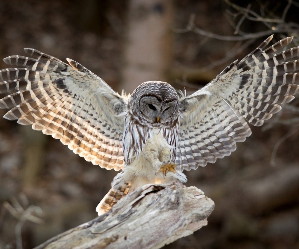 Обои сова, крылья, птица, клюв, перья, неясыть, хищная птица, owl, wings, bird, beak, feathers, bird of prey разрешение 2048x1339 Загрузить