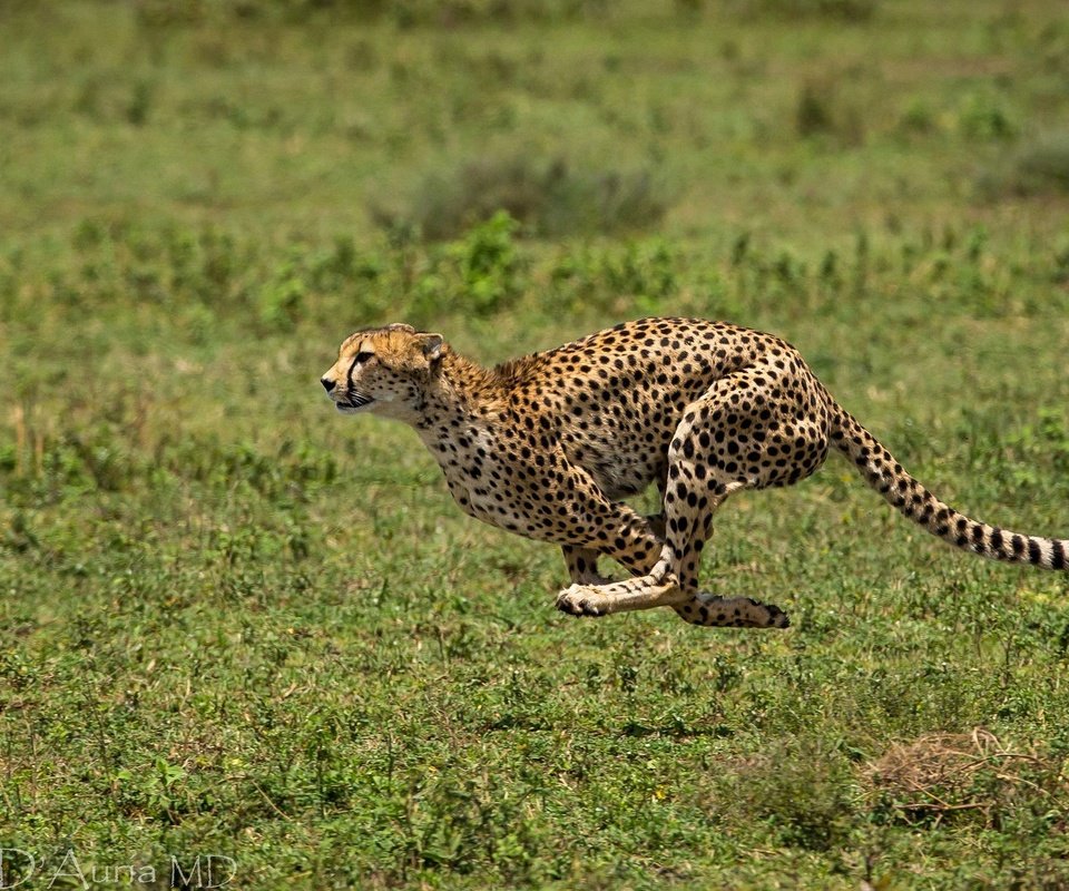 Обои трава, хищник, животное, бег, гепард, бежит, grass, predator, animal, running, cheetah, runs разрешение 2048x1232 Загрузить