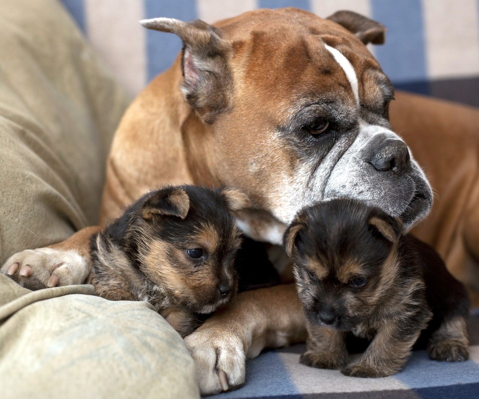 Обои собака, дом, щенки, семья, забота, диван, боксер, dog, house, puppies, family, care, sofa, boxer разрешение 2560x1600 Загрузить