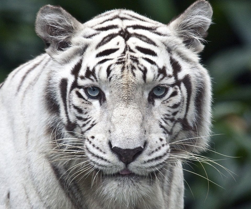 Обои тигр, взгляд, белый, хищник, tiger, look, white, predator разрешение 1920x1080 Загрузить