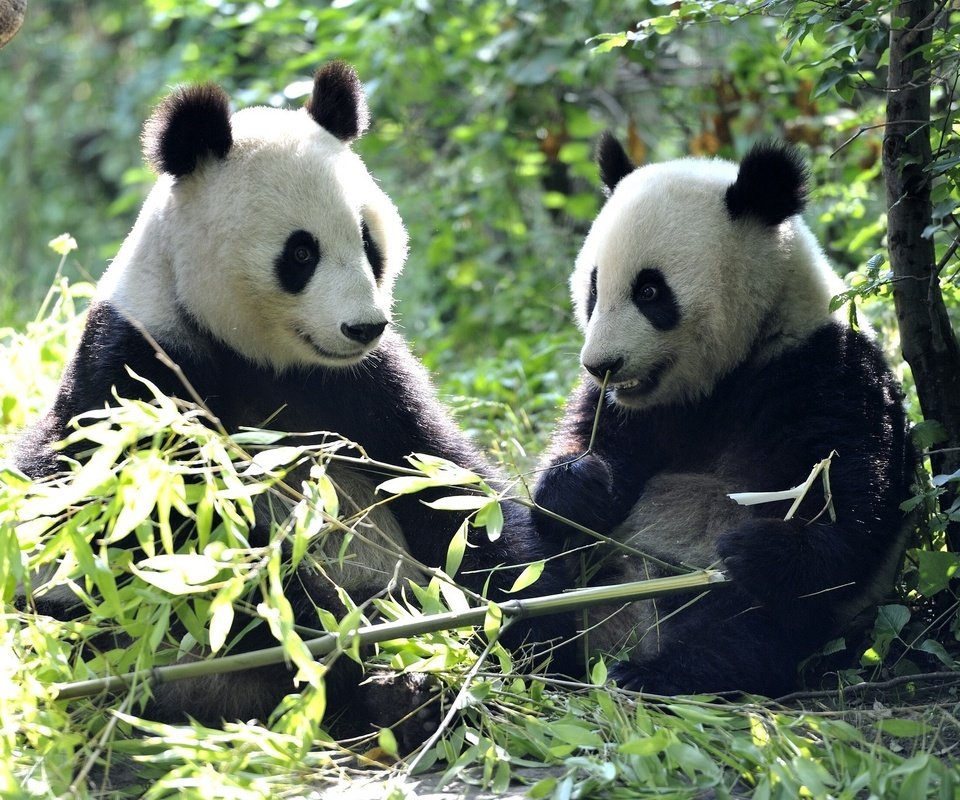 Обои листья, панды, бамбуковый медведь, большая панда, leaves, panda, bamboo bear, the giant panda разрешение 2048x1337 Загрузить