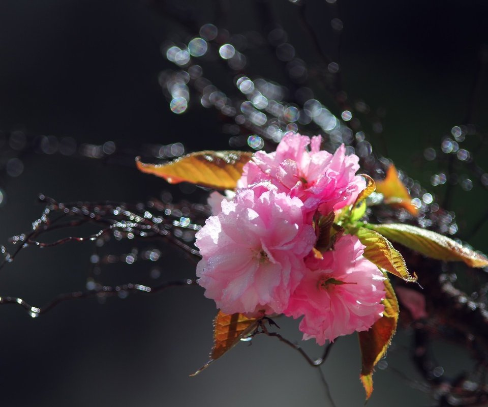 Обои цветы, вода, ветка, цветение, капли, весна, розовые, сакура, flowers, water, branch, flowering, drops, spring, pink, sakura разрешение 2560x1600 Загрузить