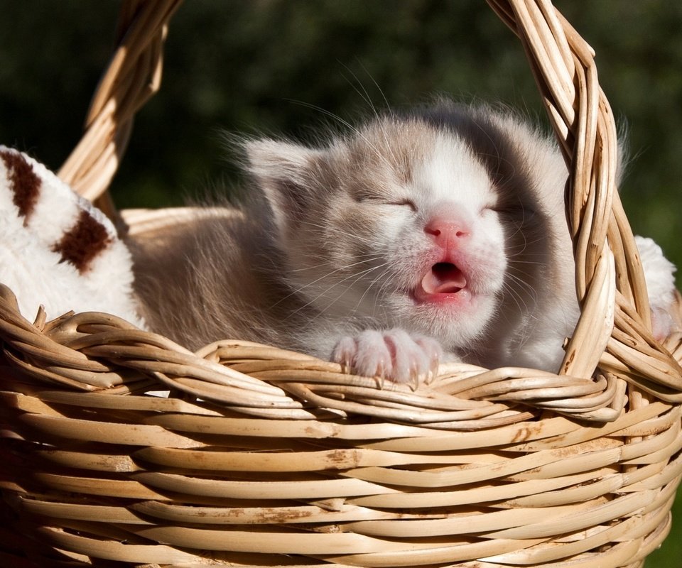 Обои кошка, сон, котенок, малыш, язык, корзинка, cat, sleep, kitty, baby, language, basket разрешение 2089x1261 Загрузить