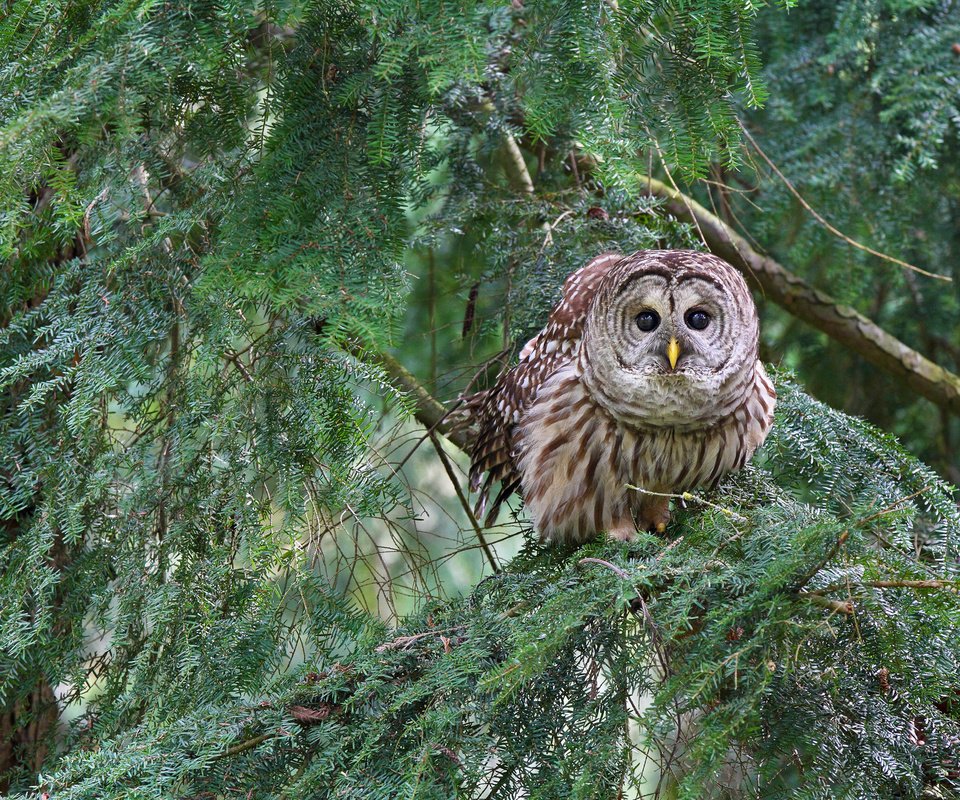 Обои сова, лес, хвоя, ветки, птица, пестрая неясыть, owl, forest, needles, branches, bird, a barred owl разрешение 2048x1365 Загрузить