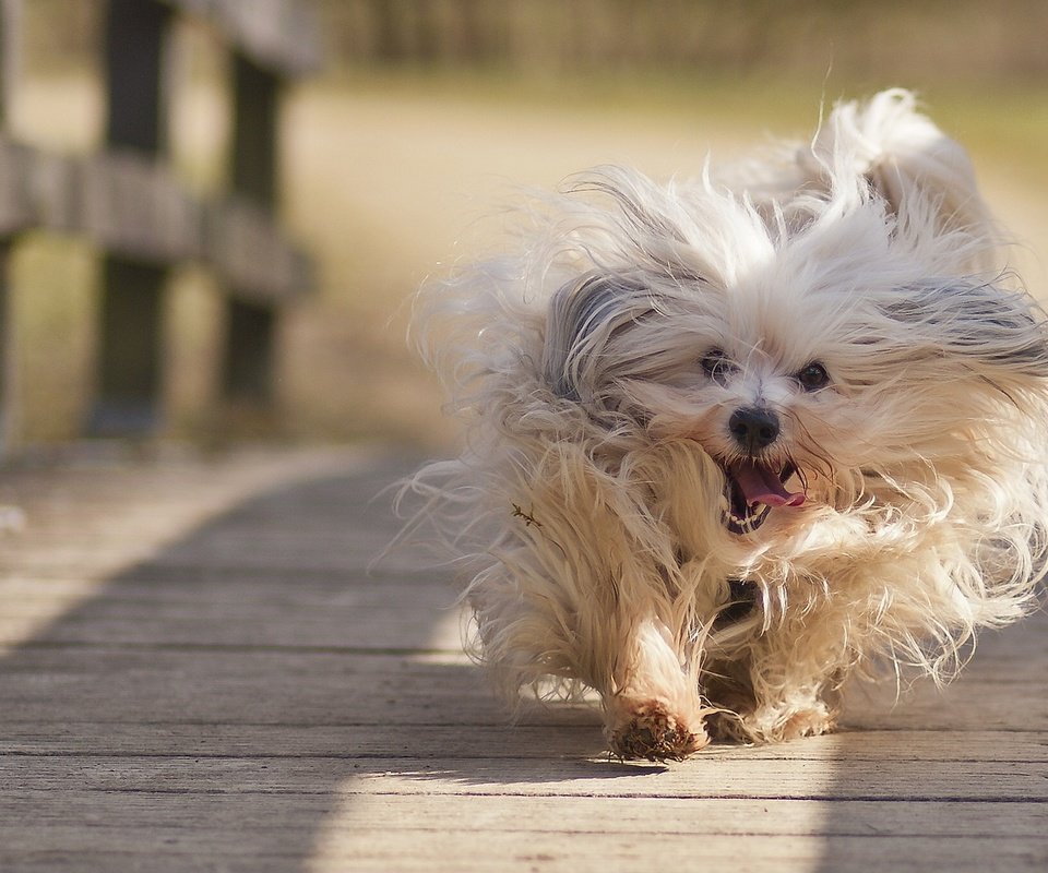 Обои настроение, мост, собака, гаванский бишон, пробежка, mood, bridge, dog, the havanese, run разрешение 1920x1280 Загрузить