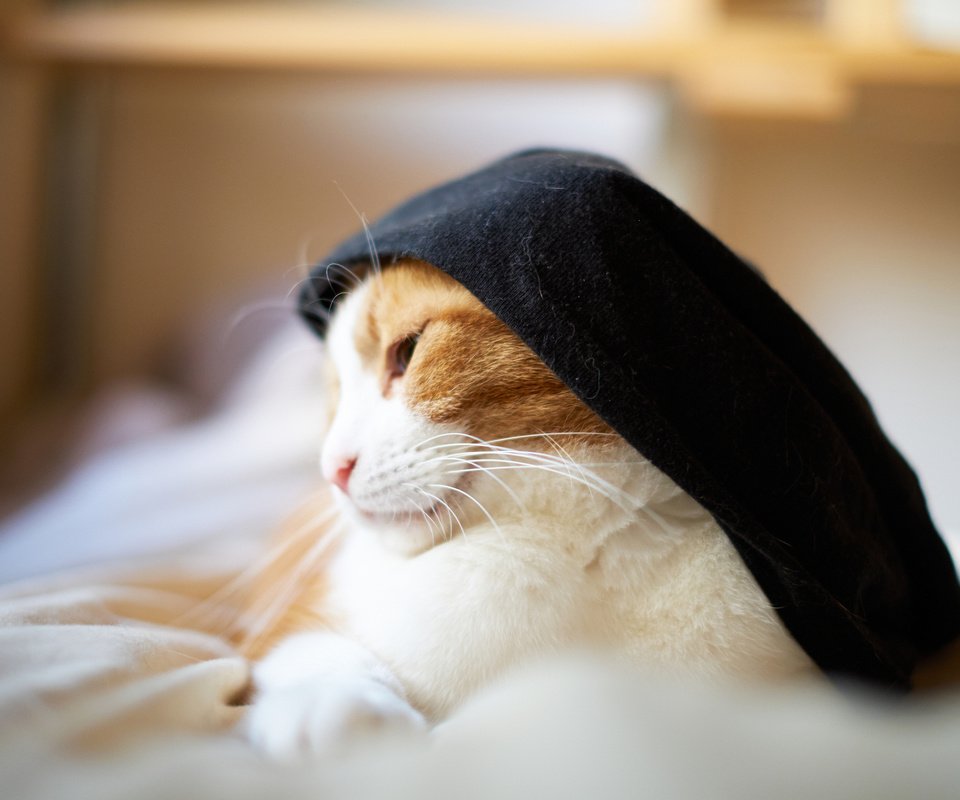 Обои кот, кошка, шляпка, сонная, бело-рыжая, cat, hat, sleepy, white-red разрешение 2048x1365 Загрузить