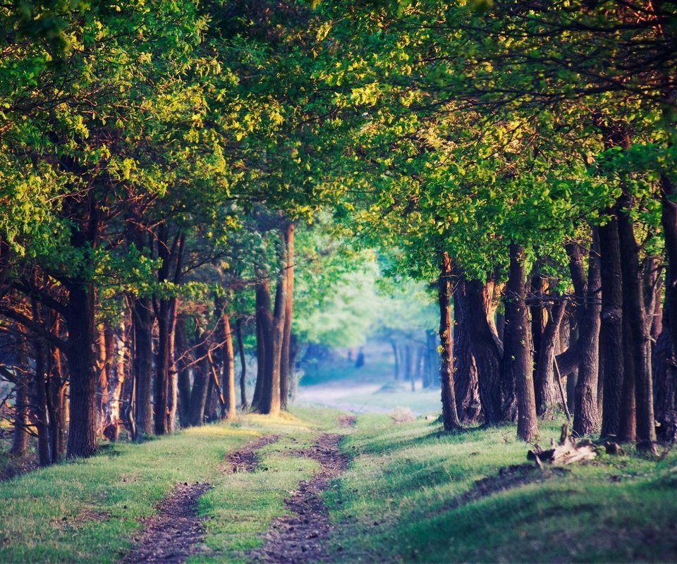 Обои дорога, трава, деревья, природа, зелень, лес, road, grass, trees, nature, greens, forest разрешение 2560x1659 Загрузить